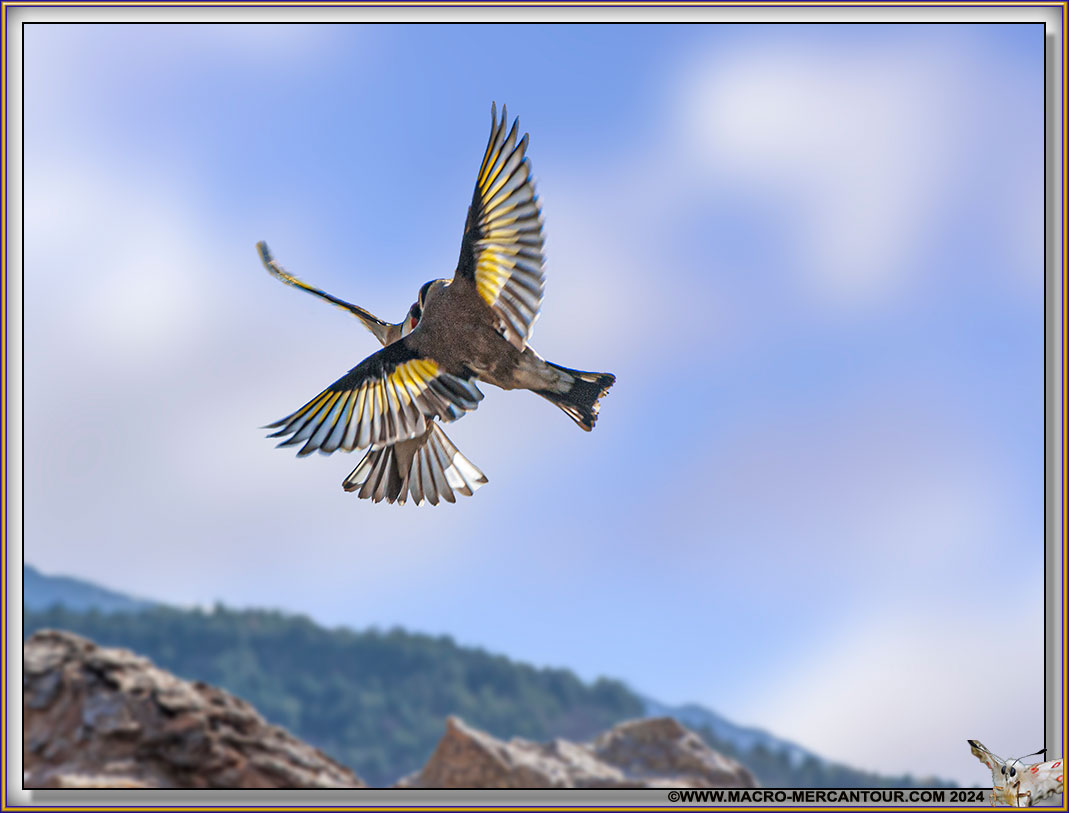 Chardonneret élégant